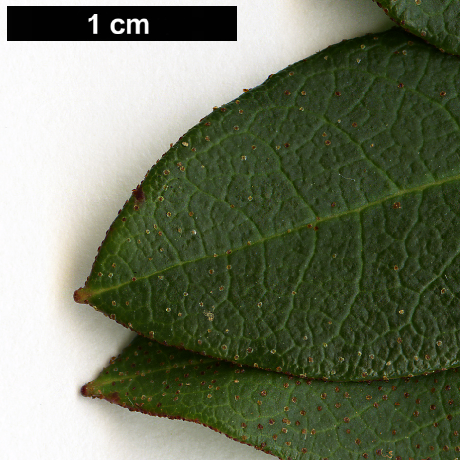 High resolution image: Family: Ericaceae - Genus: Rhododendron - Taxon: concinnoides